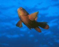 garibaldi taken off san clemente island with nikon n50, 3... by Diane Hotz 